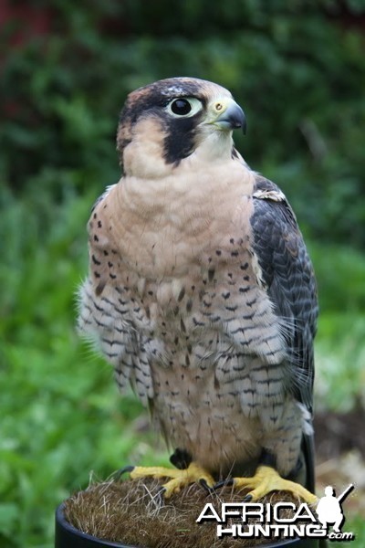 My hunting male Barbary Falcon