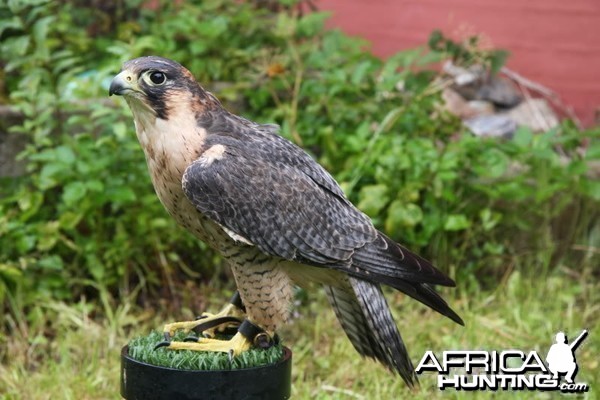 My hunting female Barbary Falcon