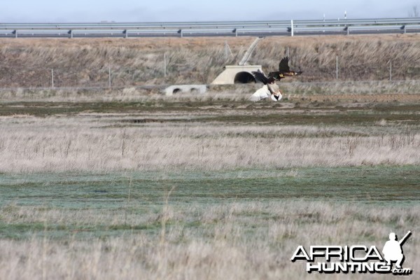 Some action shots of my Falcons hunting