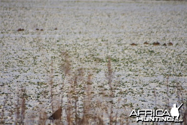 Grey Partridge coveys in the winter