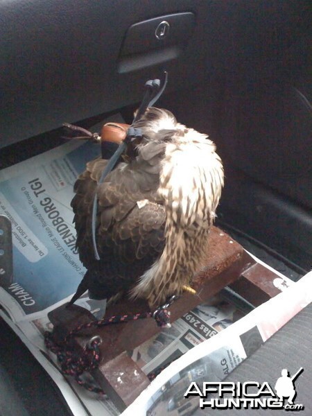 Falcon sleeping in the car after a good hunt