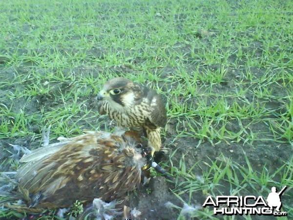 My female Falcon on her first cock pheasant