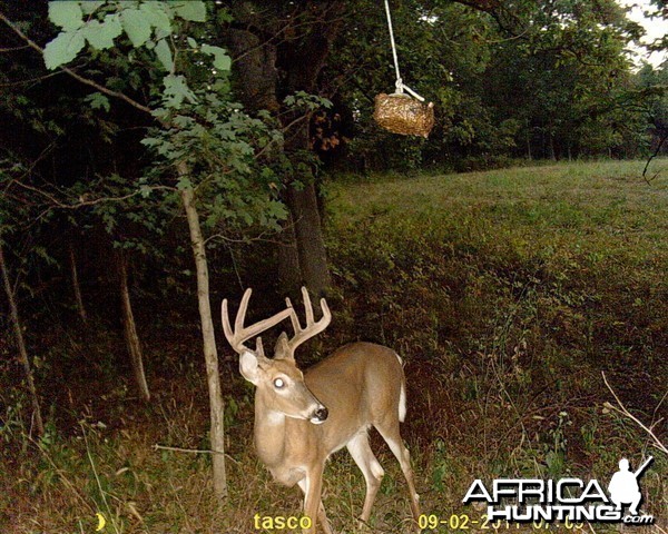 First look at a Buck