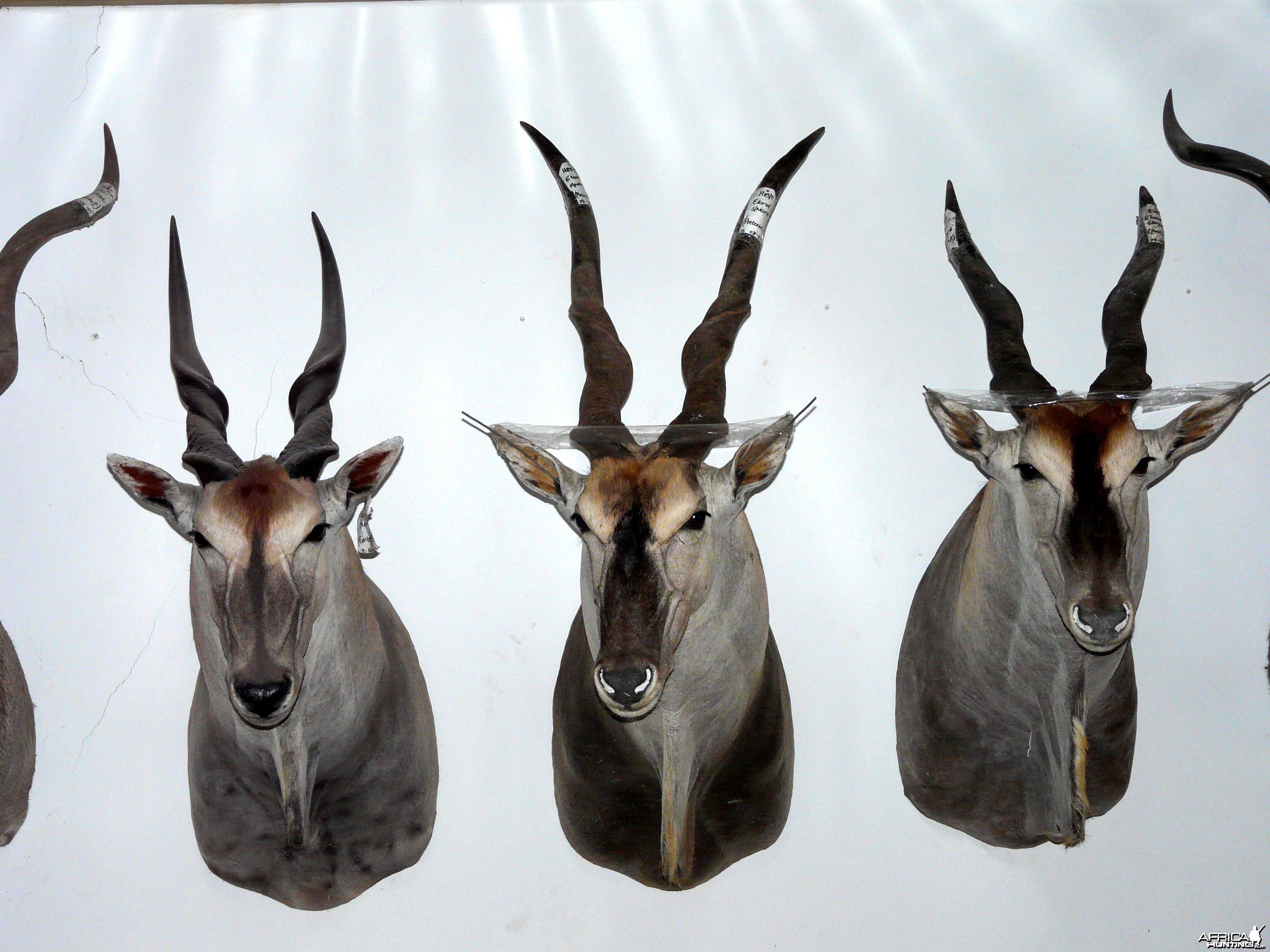48 1/2&quot; Livingstone Eland