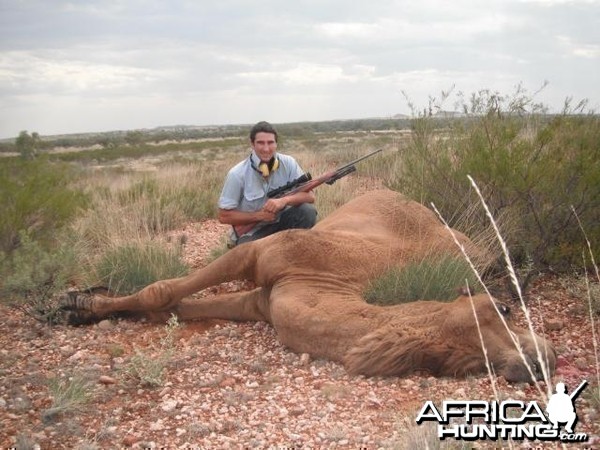 Hunting Camel in Australia