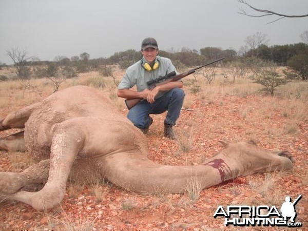 Hunting Camel in Australia