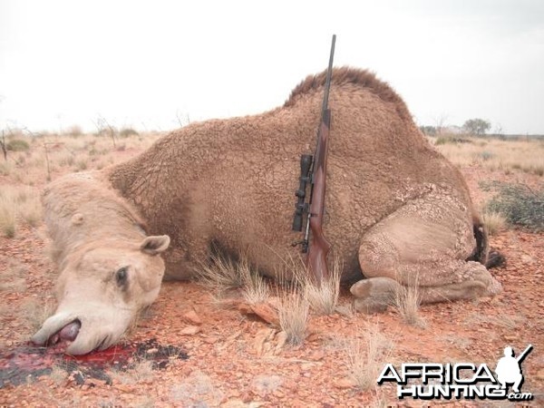 Hunting Camel in Australia