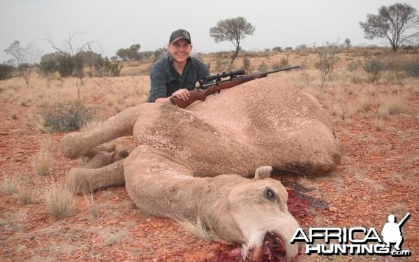 Hunting Camel in Australia