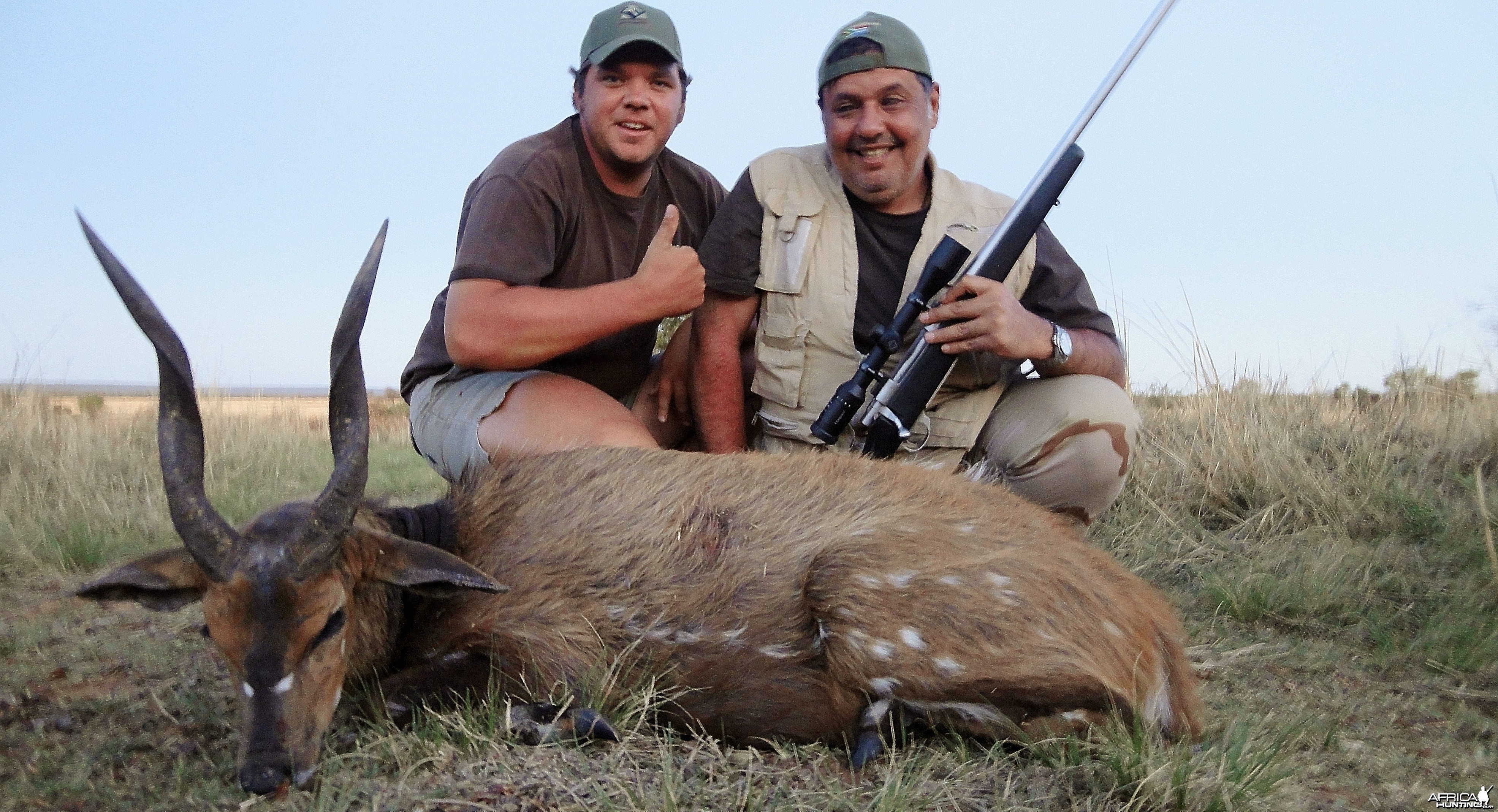 Bushbuck