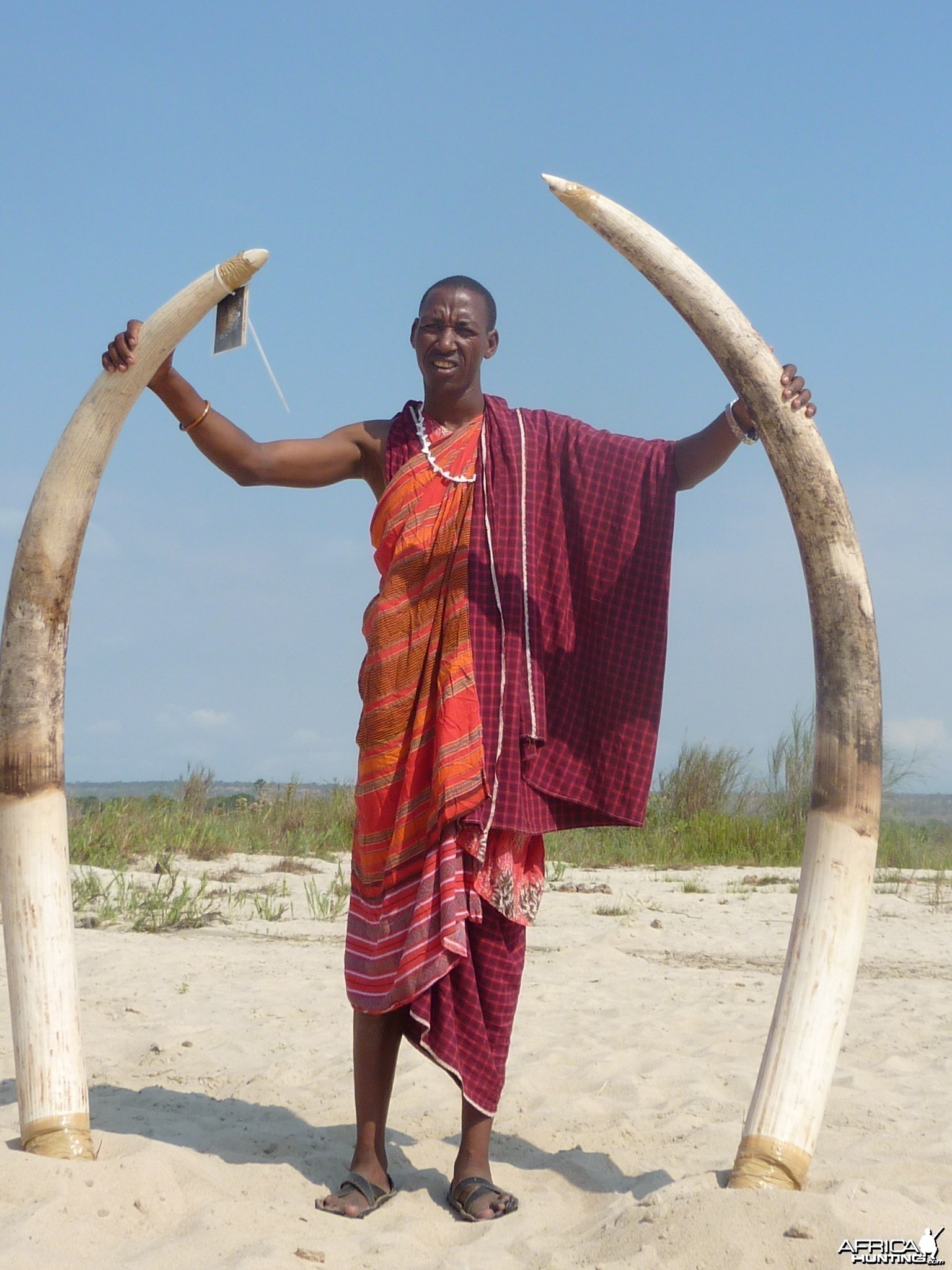 Elephant Selous 2011