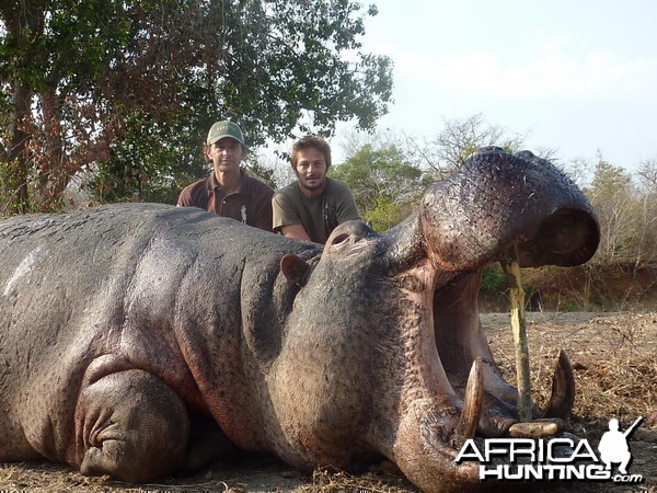 Hippo Tanzania