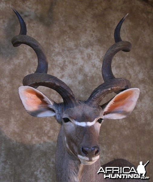 Taxidermy 62 inch Kudu