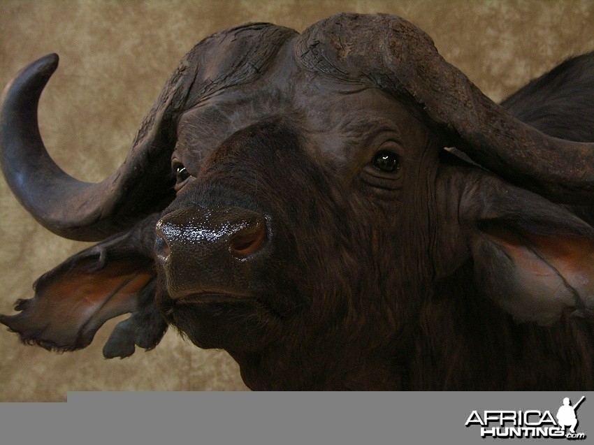 Taxidermy Nice Cape Buffalo