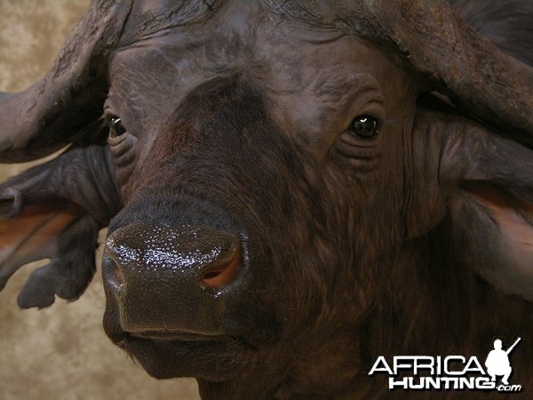 Taxidermy Nice Cape Buffalo