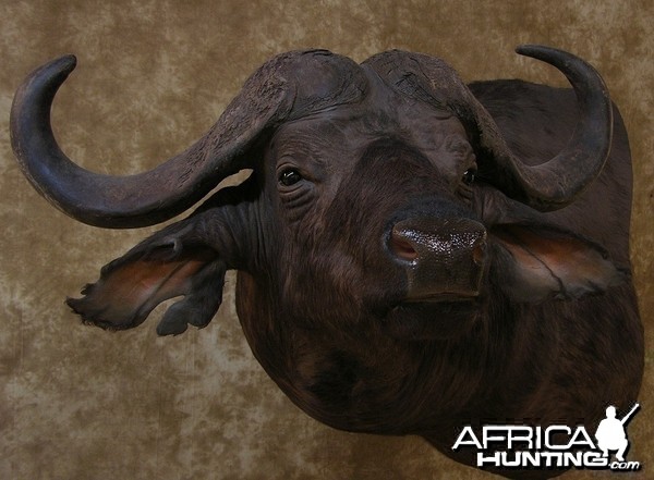 Taxidermy Nice Cape Buffalo