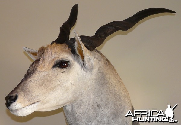 Casper's Taxidermy in Namibia