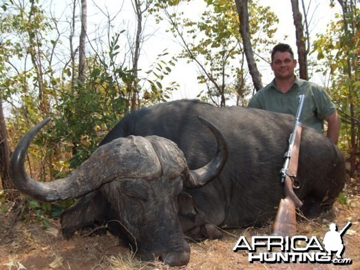 Cape Buffalo Zimbabwe