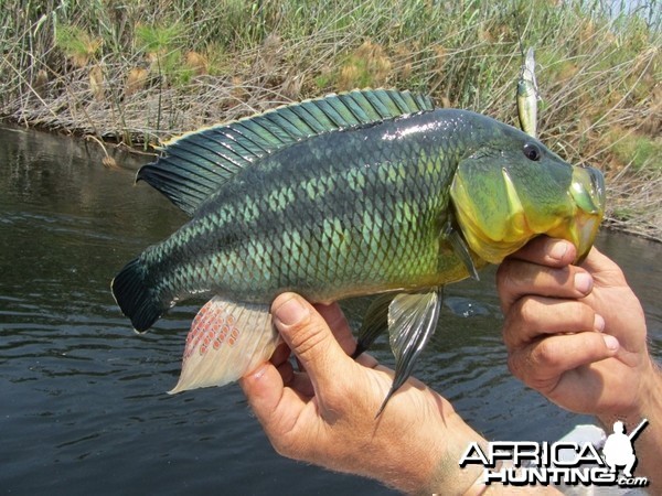 Fishing Kwando River Nembwe