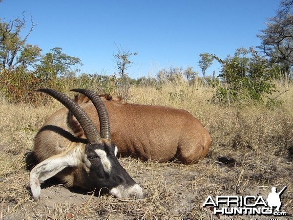 Roan Caprivi