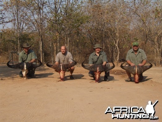 Cape Buffalo Zimbabwe