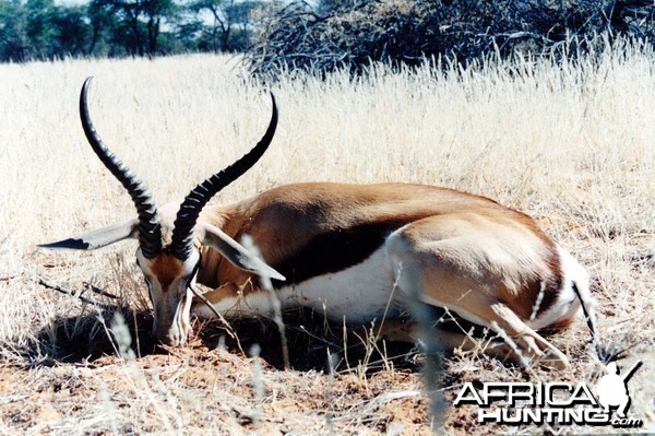 Recordbook Springbuck hunted on Jagd Farm Holstein