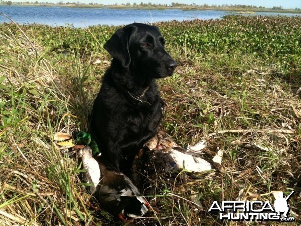 Duck Hunting in Louisiana