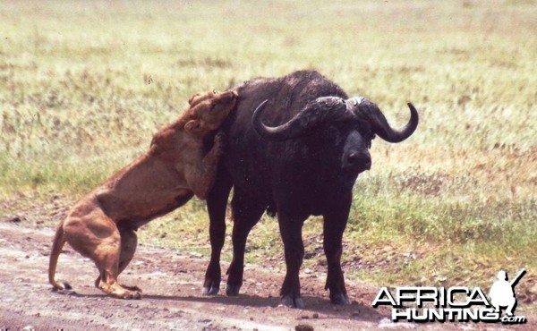 buffalo vs lion