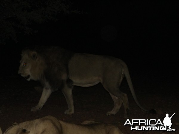 Lion up close and personal