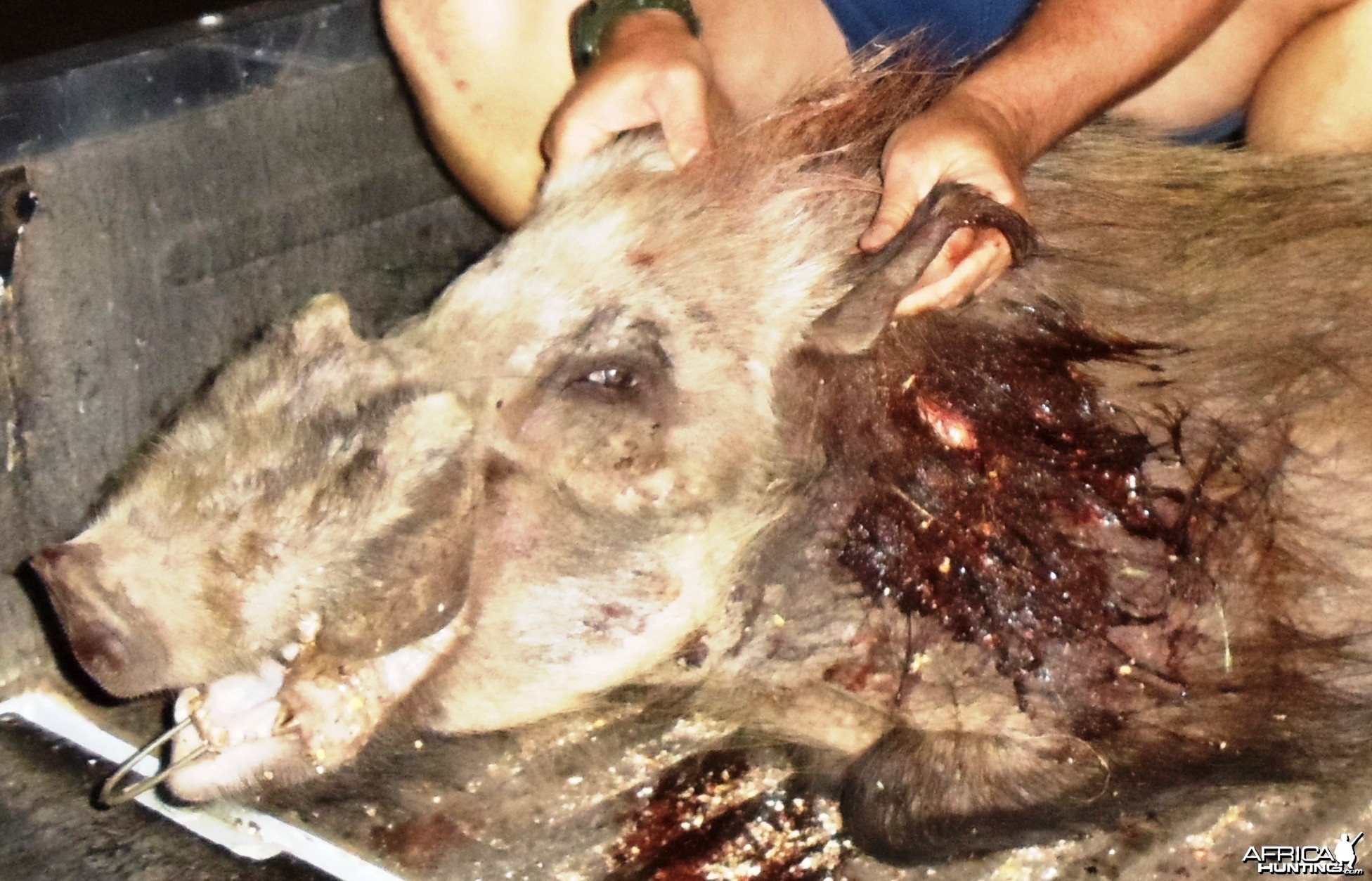 bushpig by bow at night