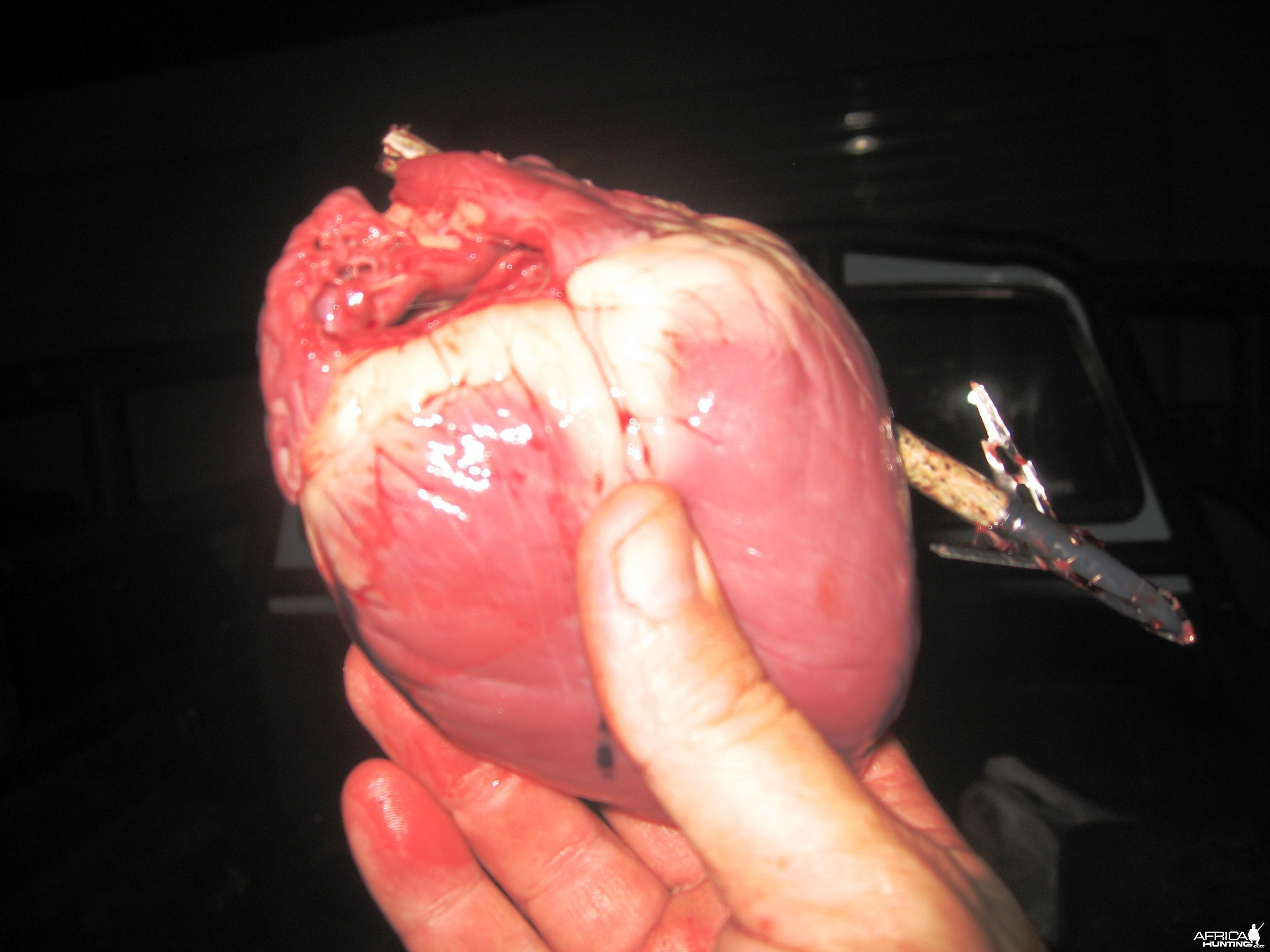 bushpig at night-heart shot [20m]