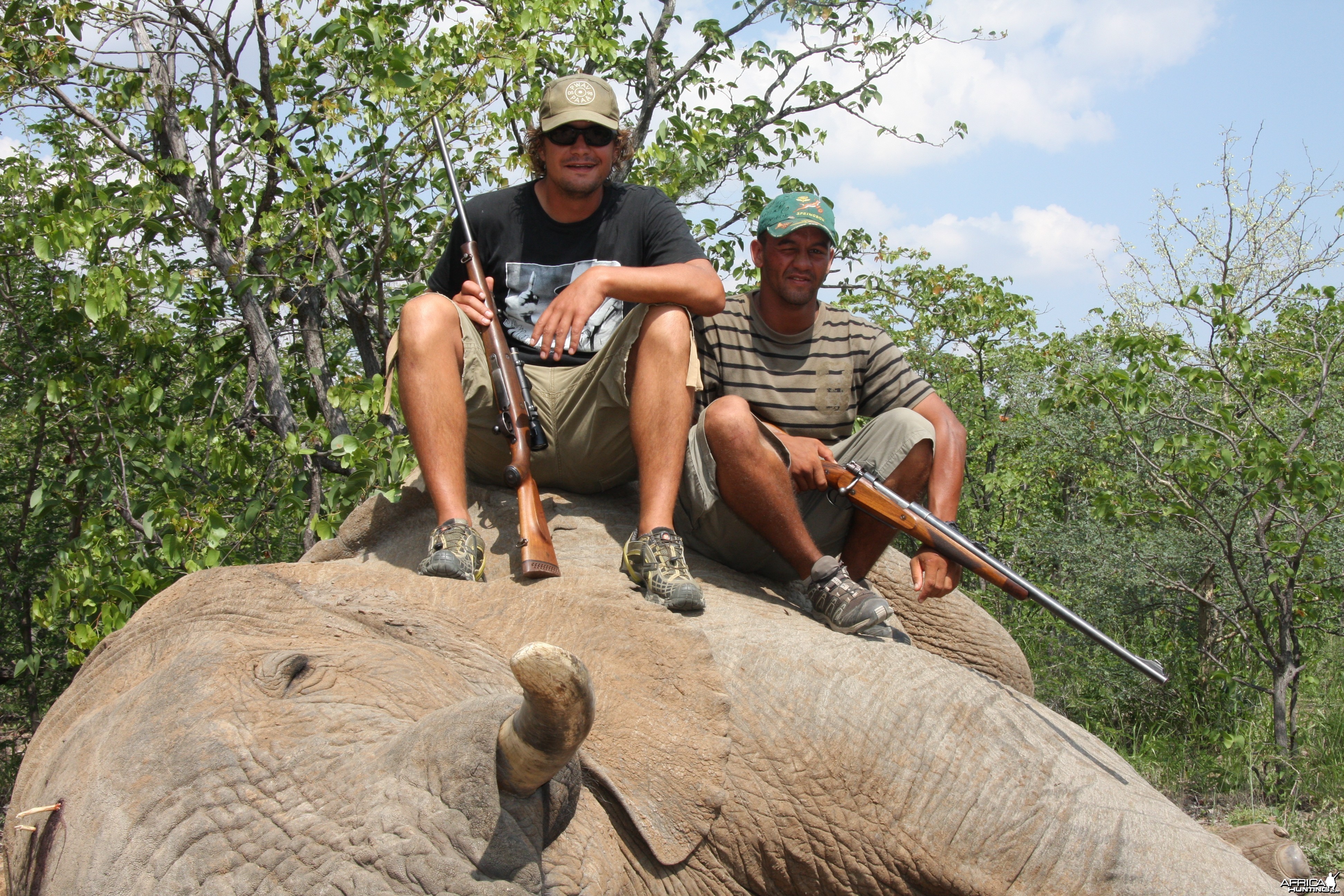 Elephant Botswana
