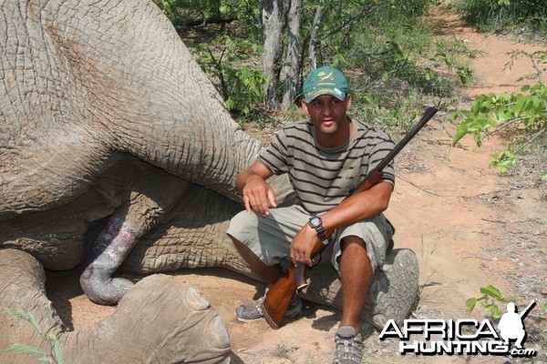 Elephant Botswana