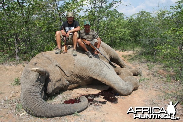 Elephant Botswana