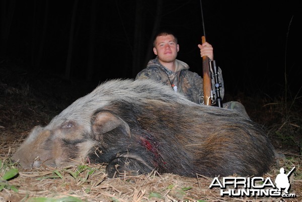 Bushpig Boar