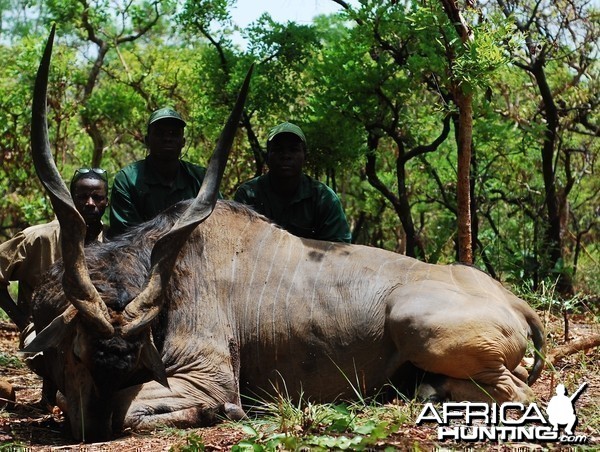 54 inch Lord Derby Eland