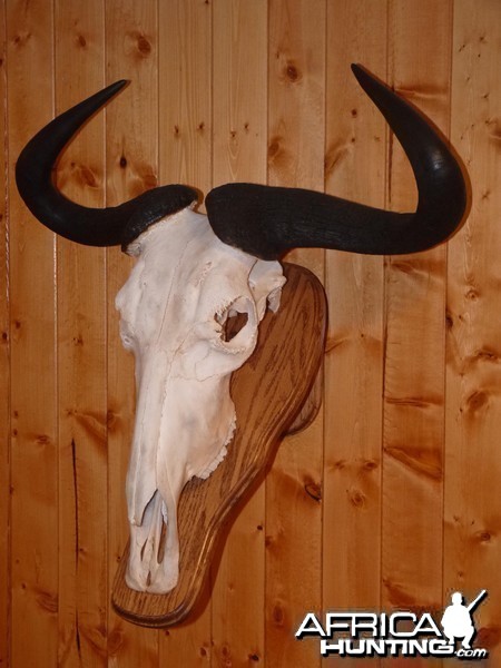 Wildebeest Taxidermy