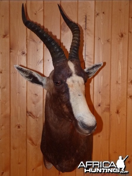 Blesbok Taxidermy