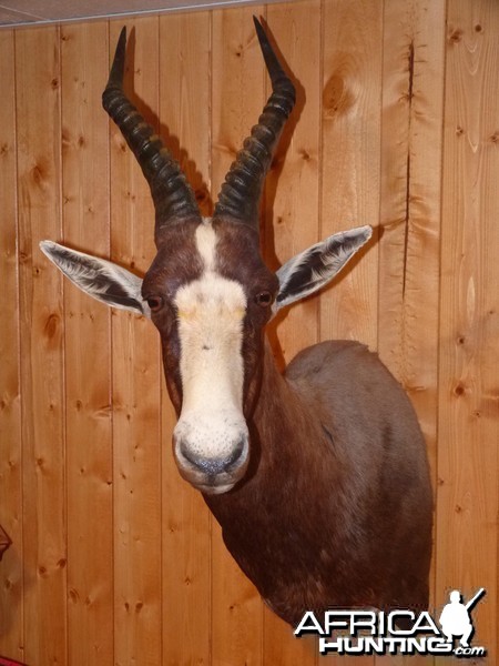 Blesbok Taxidermy