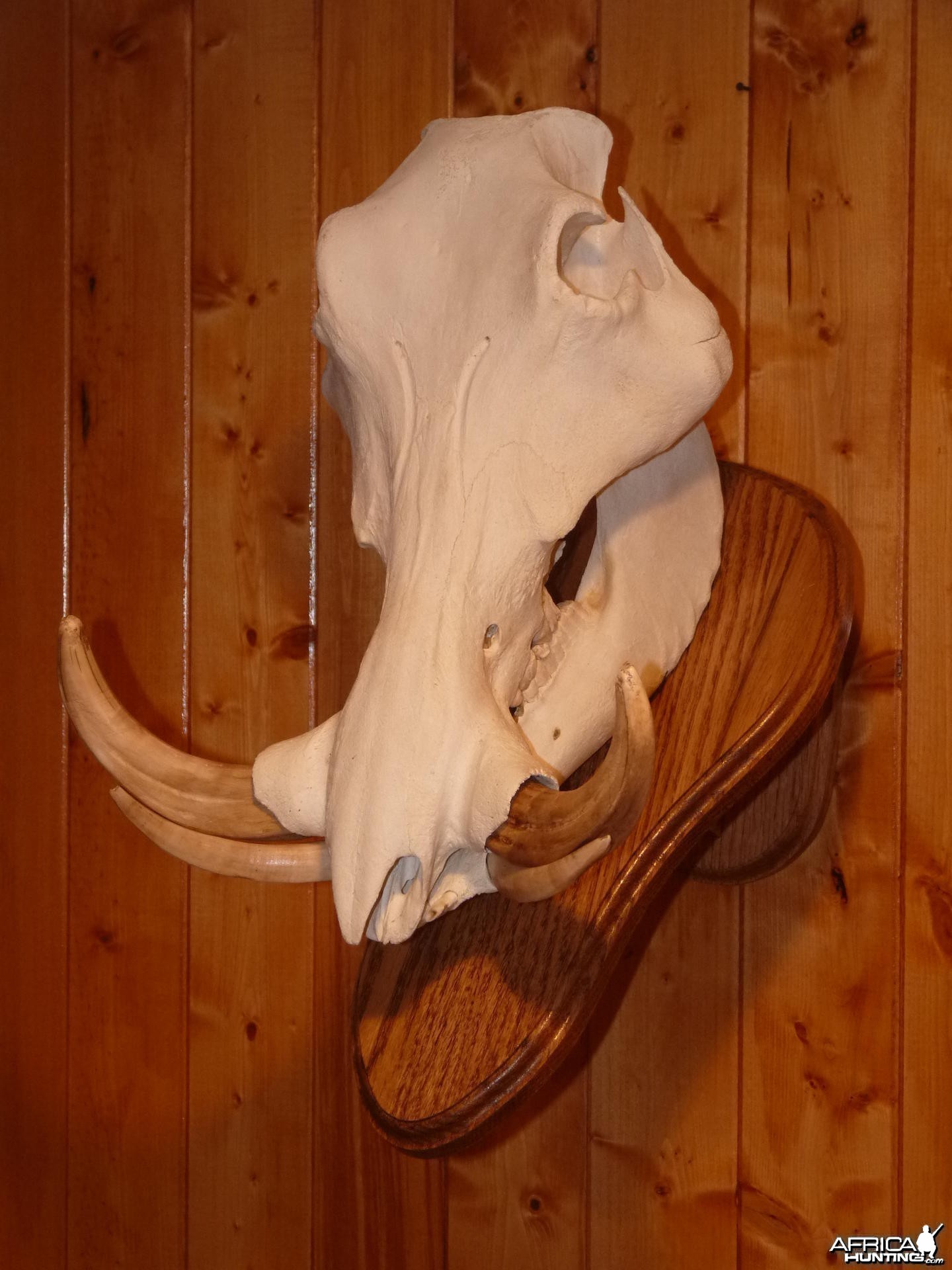 Warthog Taxidermy