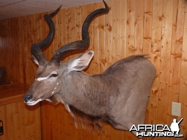 Kudu Taxidermy