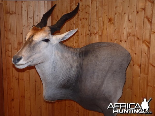 Eland Taxidermy