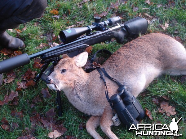 Chinese water deer hunt in the UK