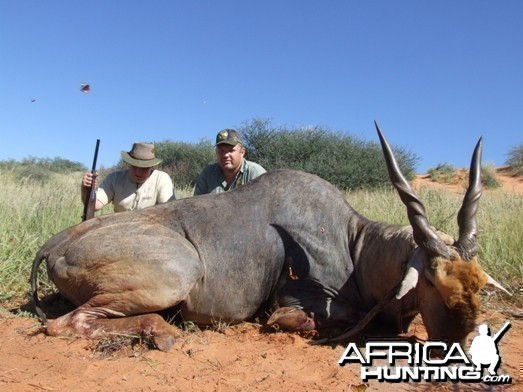 Cape Eland