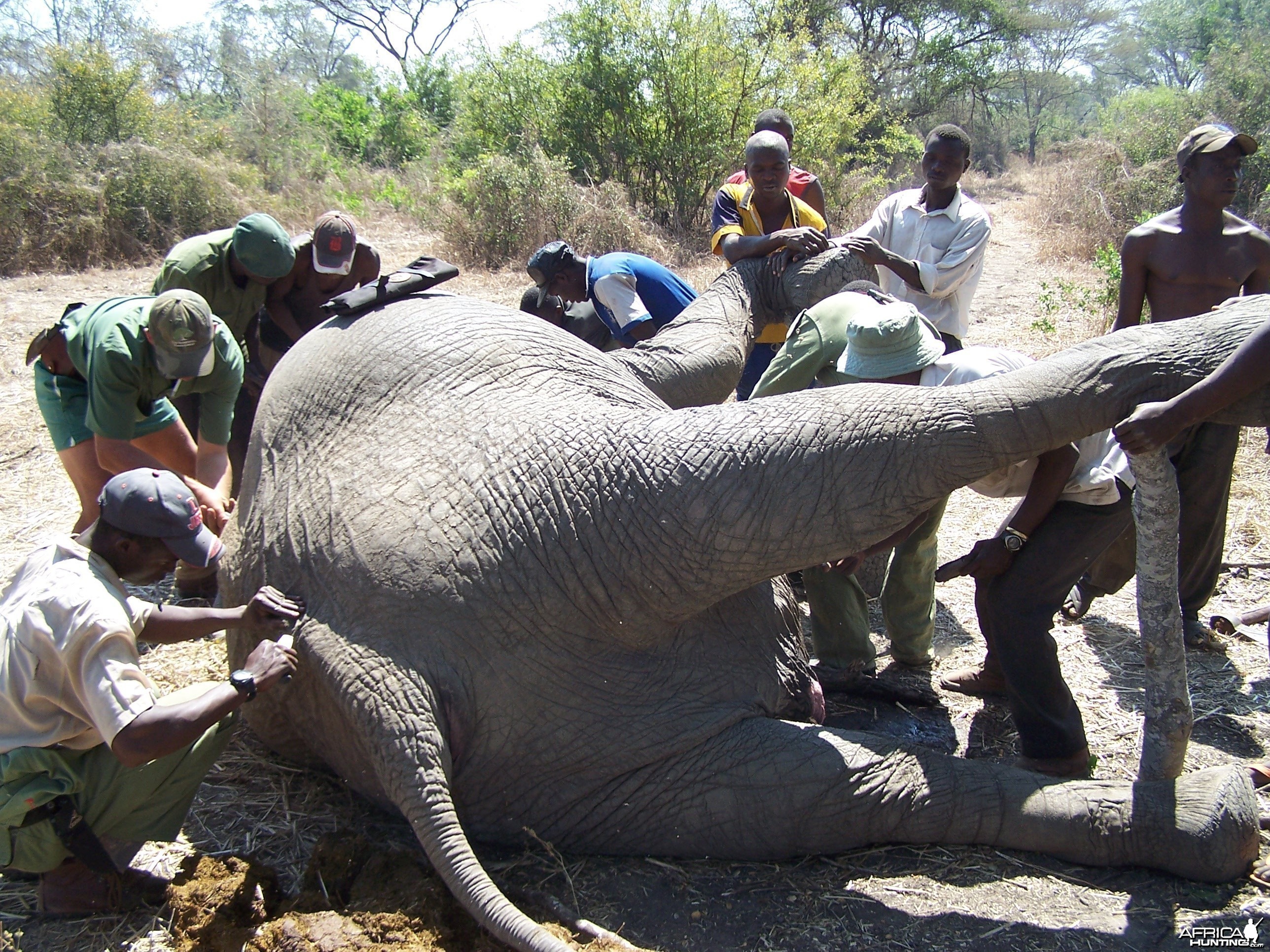 The hard work of butchering Elephant begins