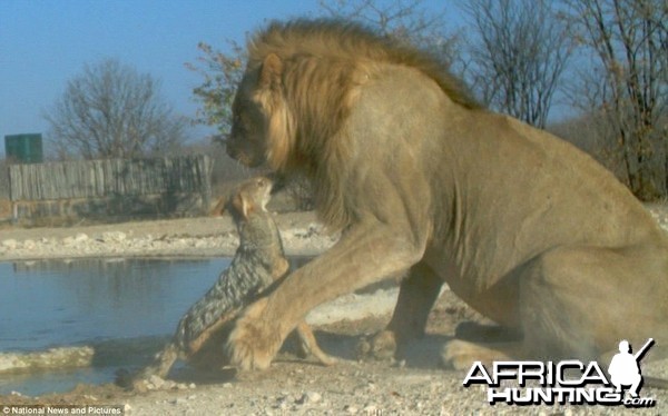 Feisty Jackal takes on huge Lion