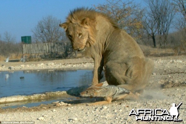 Feisty Jackal takes on huge Lion