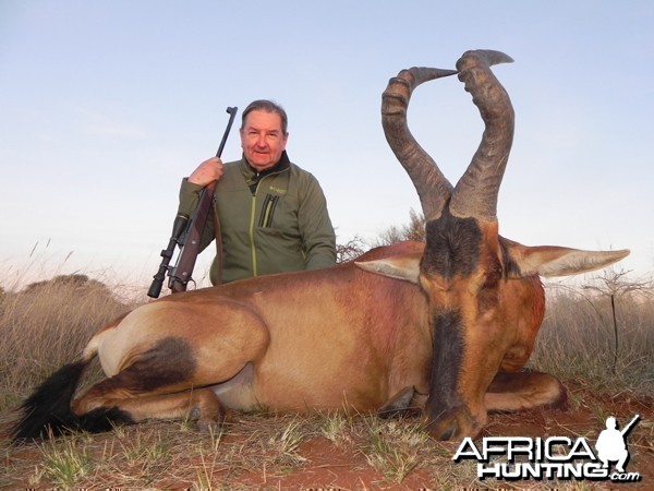 Red Hartebeest