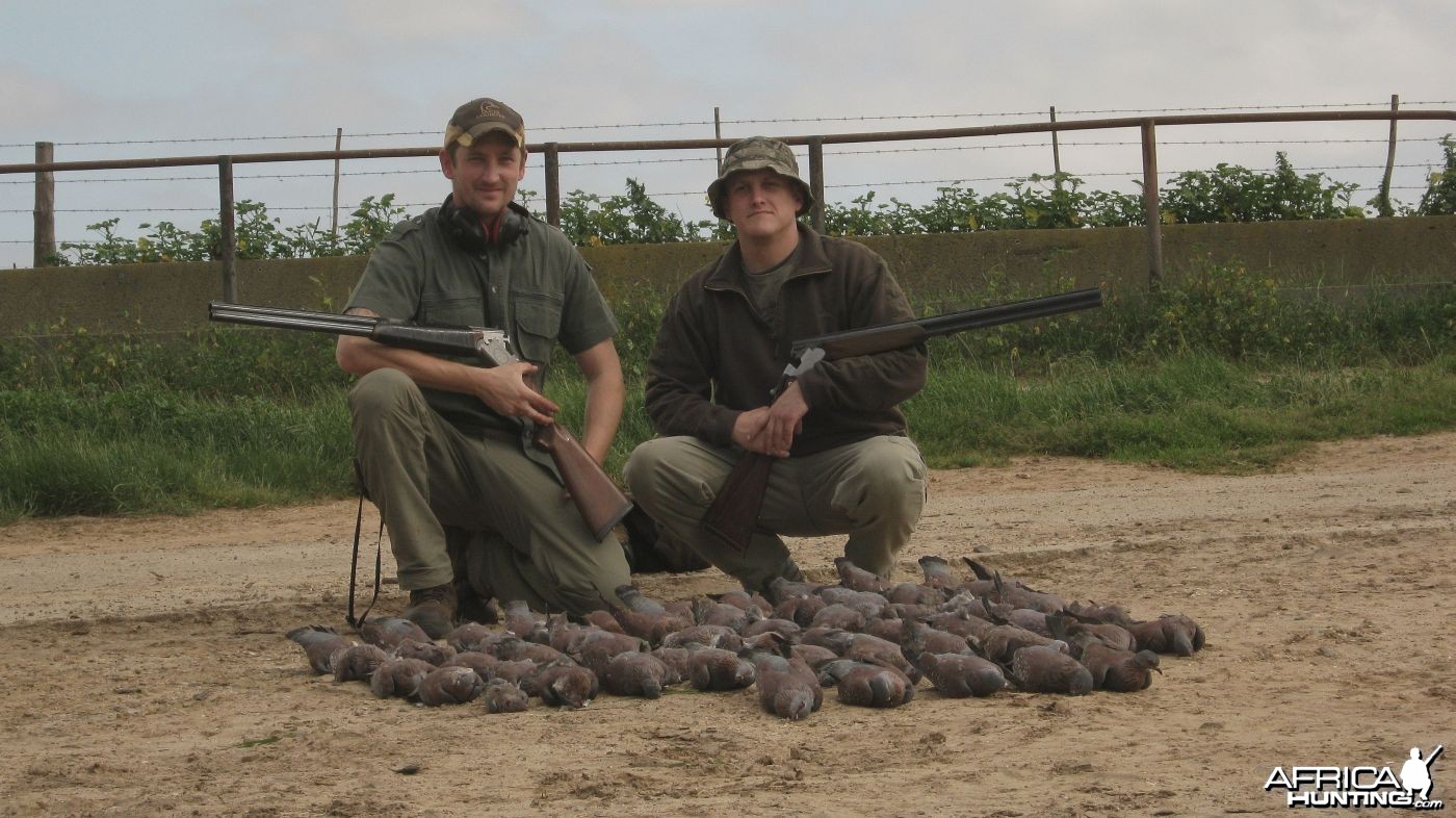 Afternoon's Rock-pigeon shoot