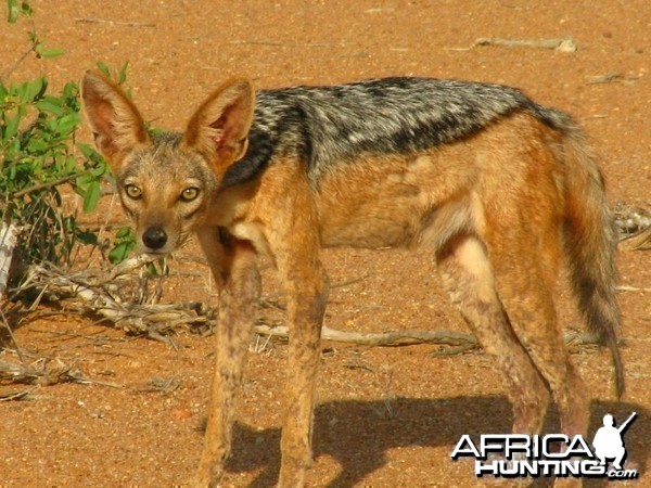 Black-Backed Jackal, Kenya