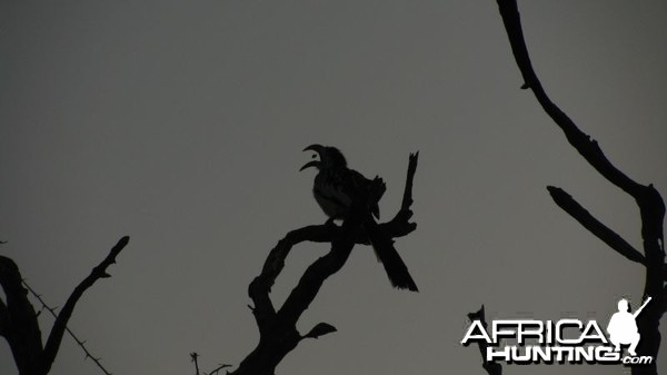 Feeding Hornbill